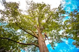 Best Seasonal Cleanup (Spring/Fall)  in Great Falls, VA